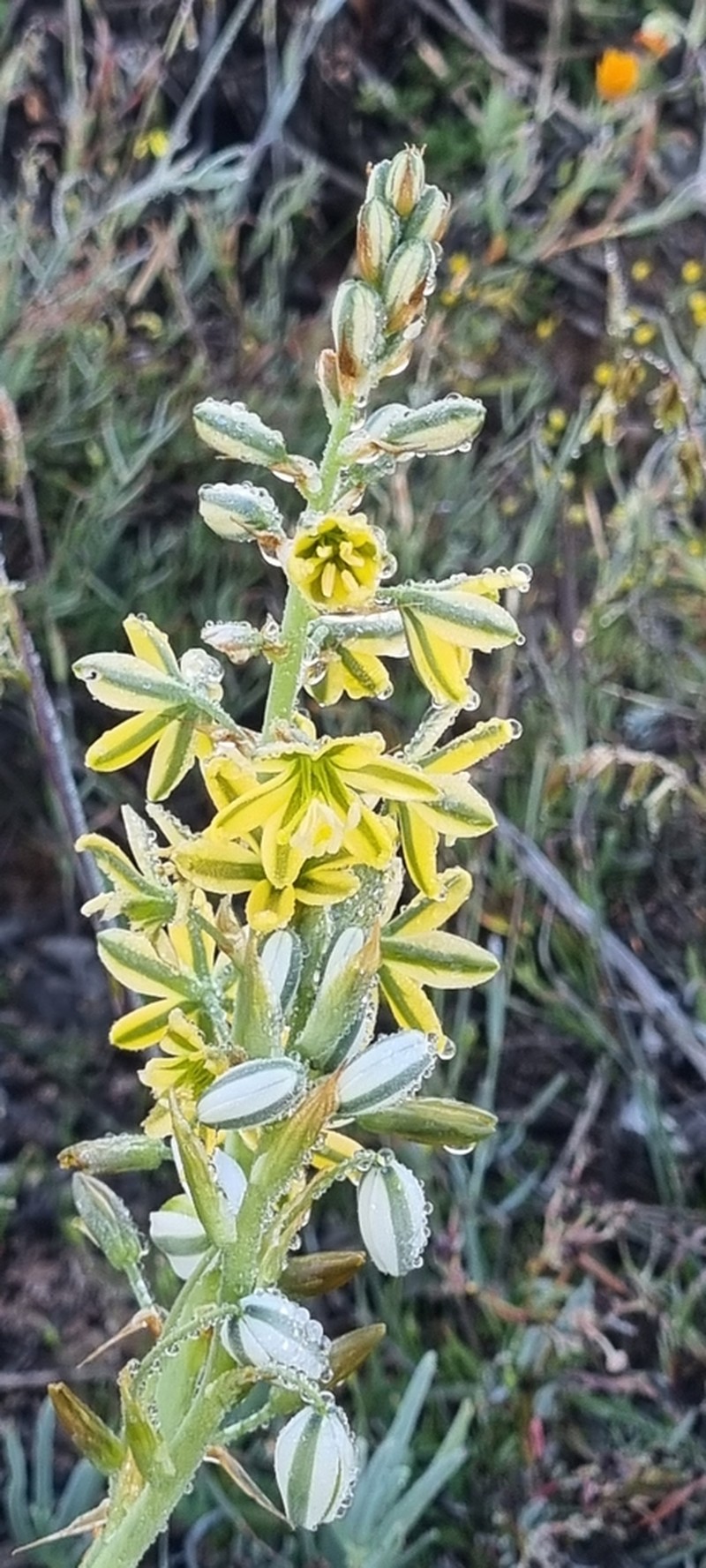 Albuca arenosa photo 2