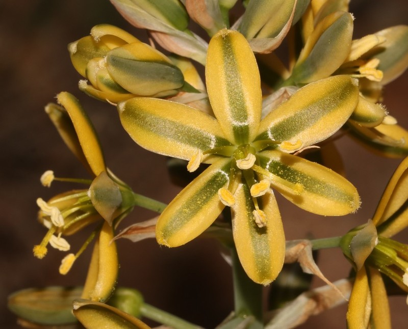 Albuca arenosa photo 5