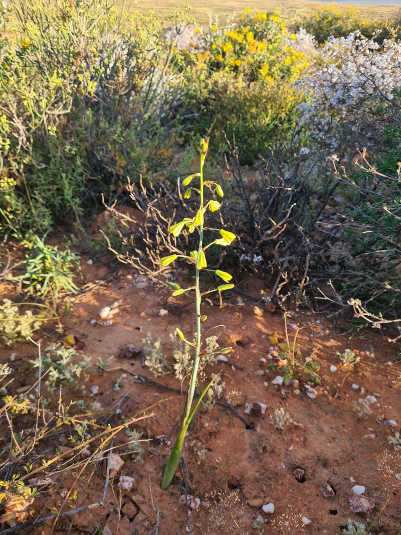Albuca arenosa photo 8