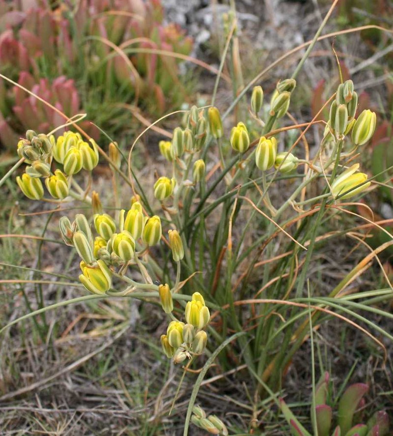 Albuca aurea