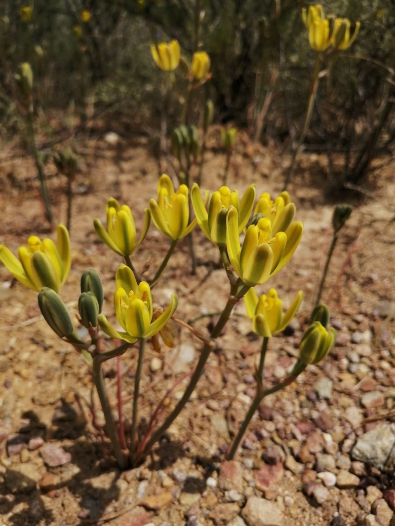 Albuca aurea photo 2