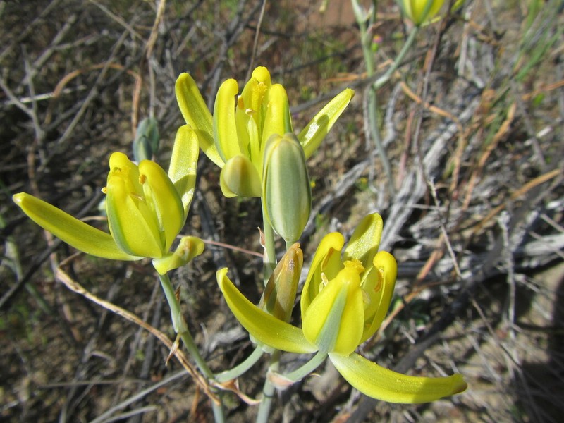 Albuca aurea photo 3
