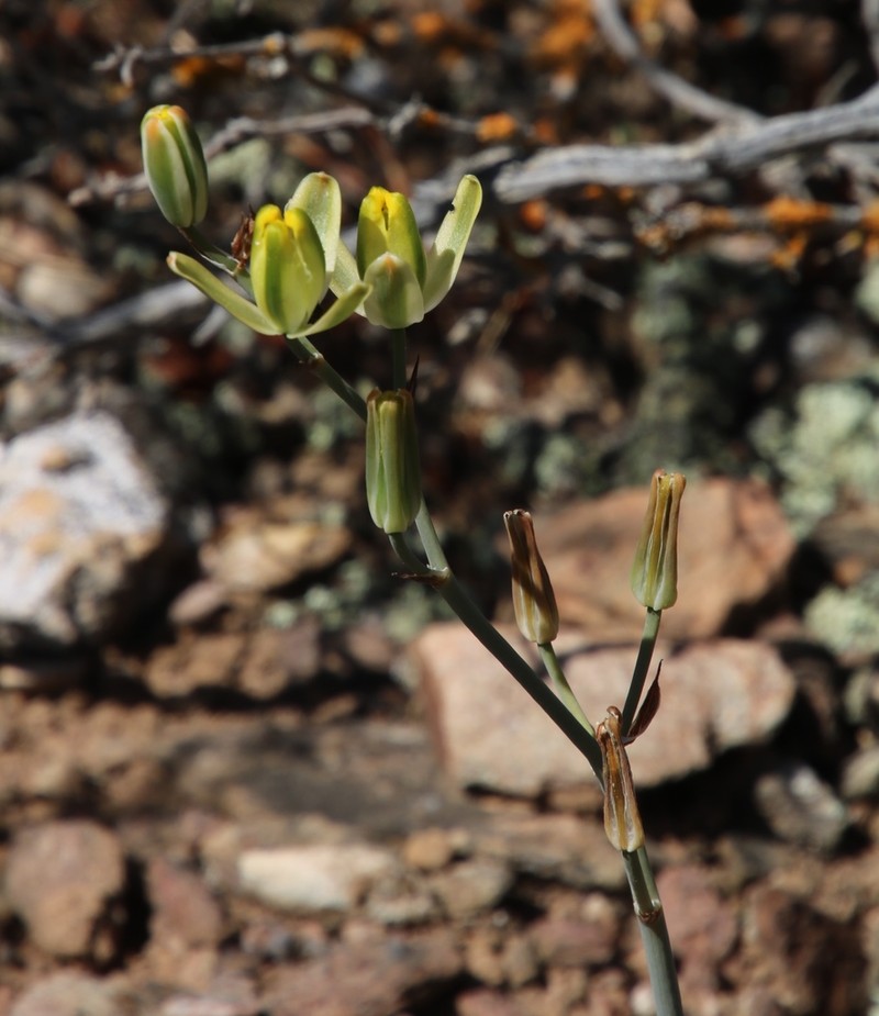 Albuca aurea photo 5