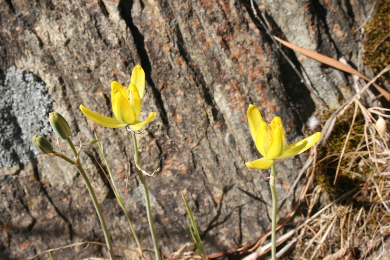 Albuca aurea photo 6