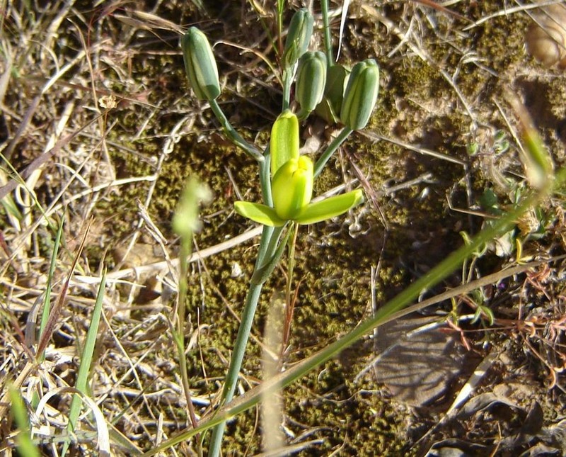 Albuca aurea photo 7