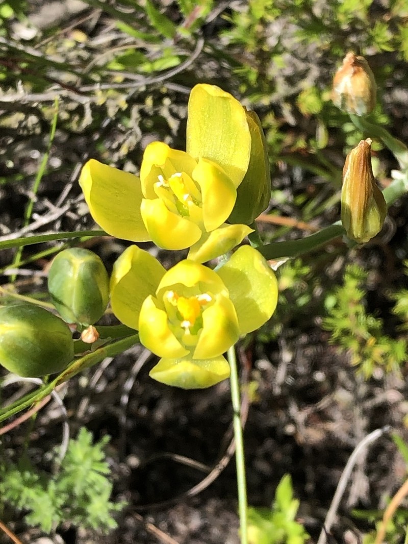 Albuca aurea photo 8