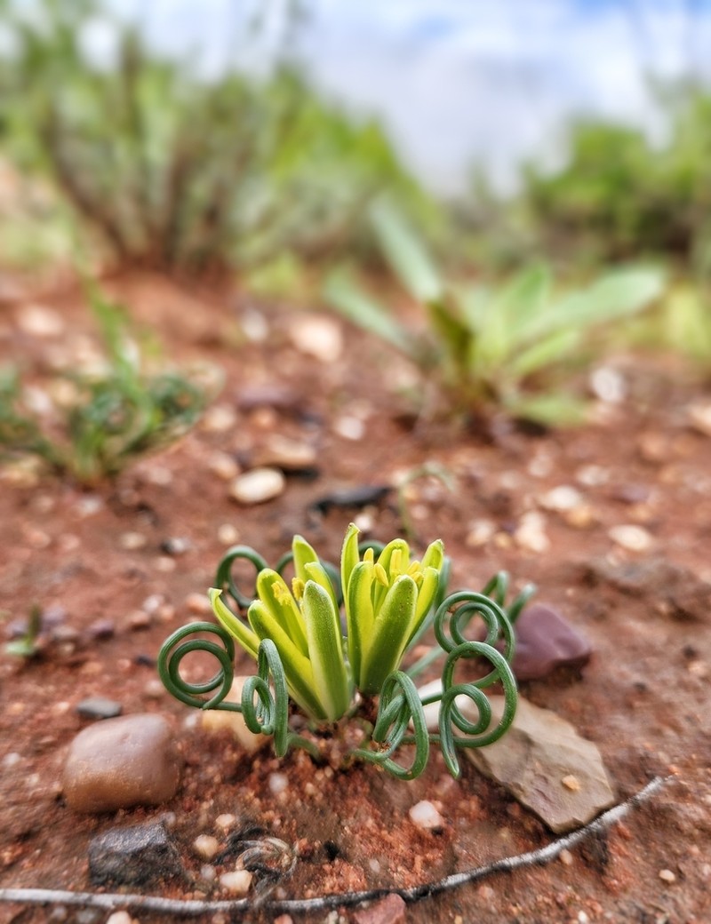 Albuca autumnula