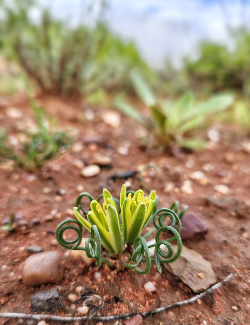 Albuca autumnula photo 2
