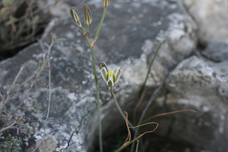 Albuca bakeri photo 3