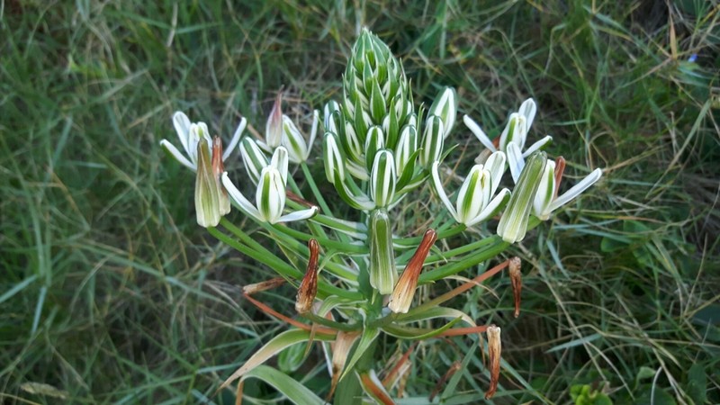 Albuca batteniana