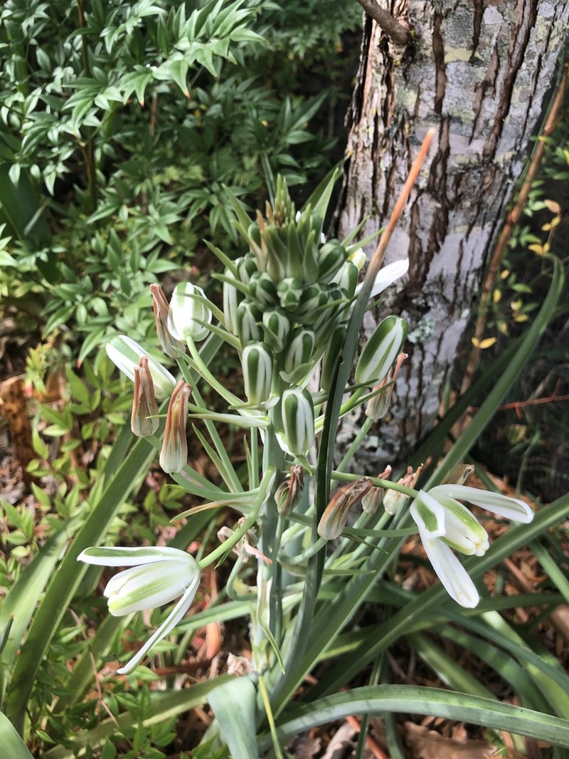 Albuca batteniana photo 3