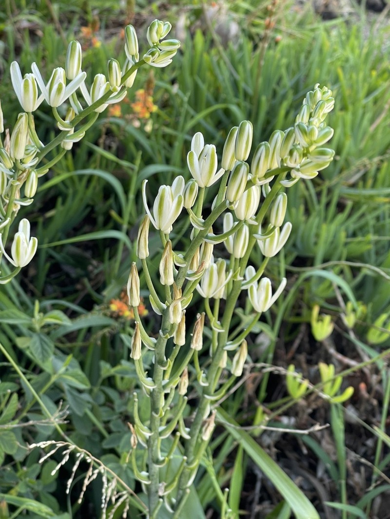 Albuca batteniana photo 4