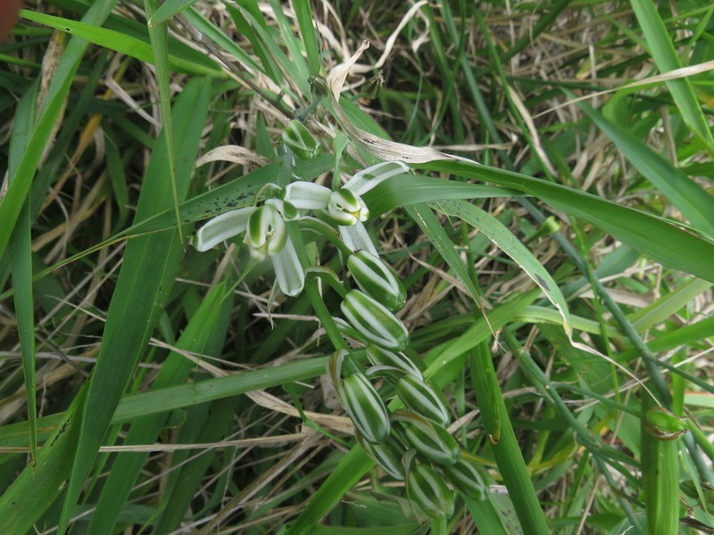 Albuca batteniana photo 5