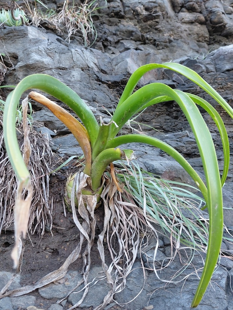 Albuca batteniana photo 6