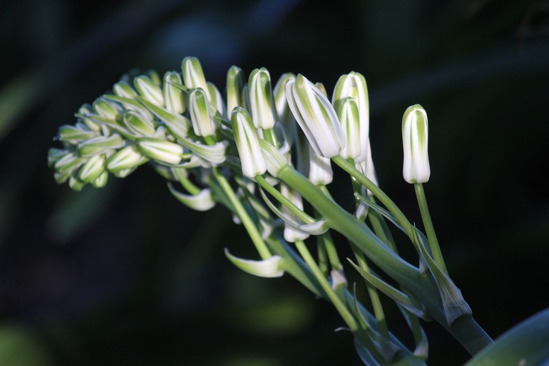 Albuca batteniana photo 7