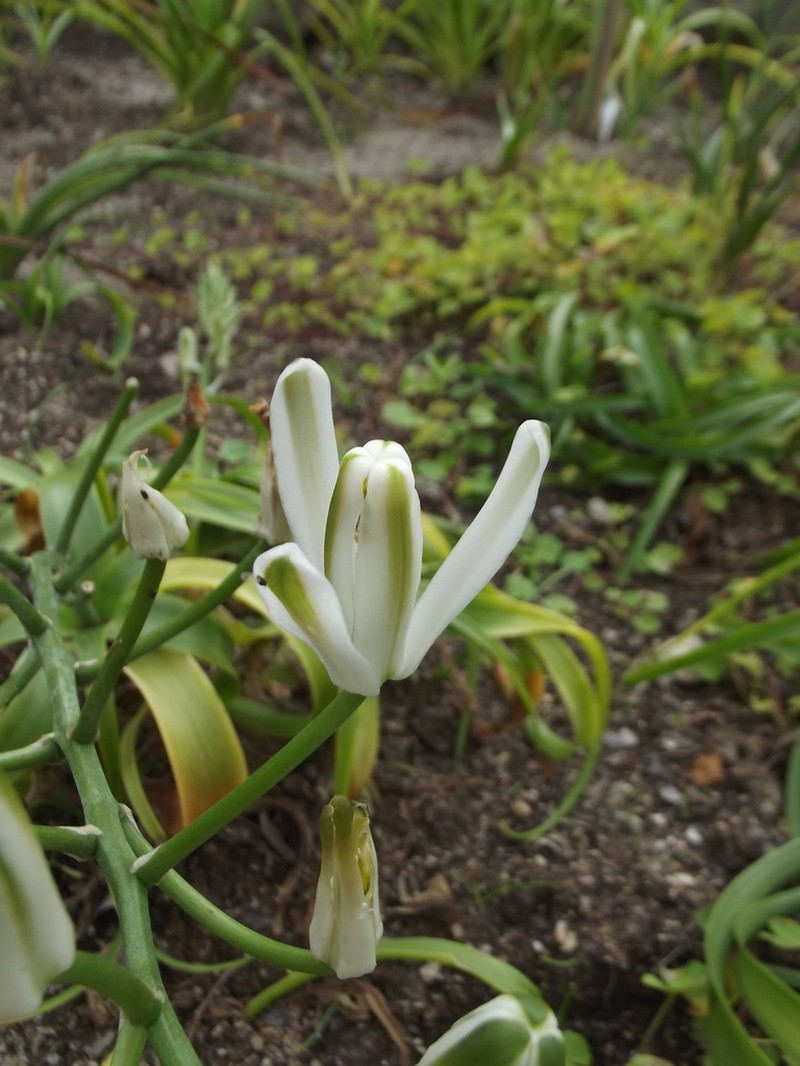 Albuca batteniana photo 8