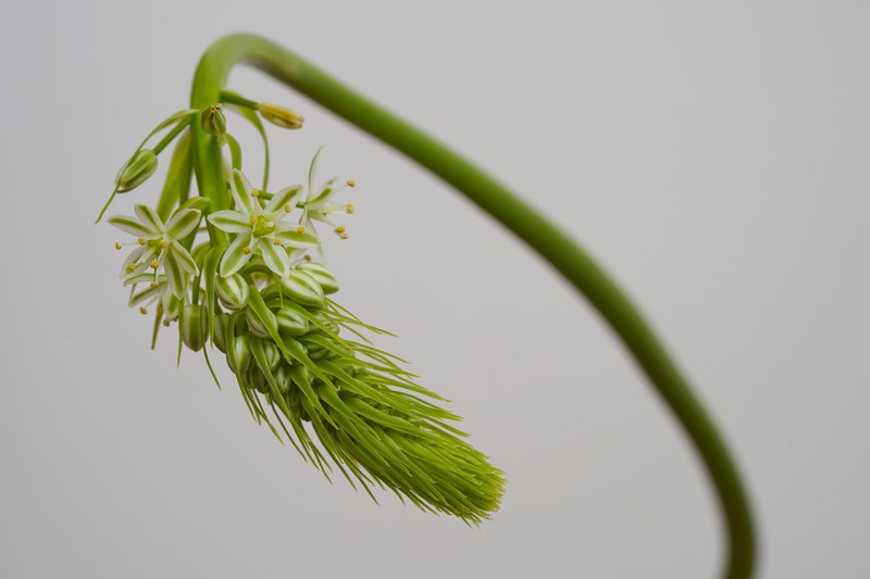 False Seaonion photo 7