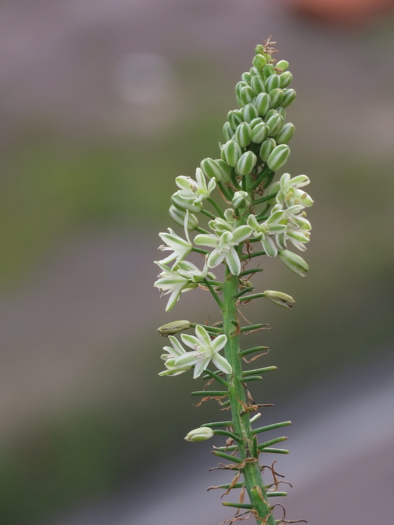 False Seaonion photo 8