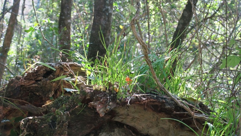 False Seaonion photo 9