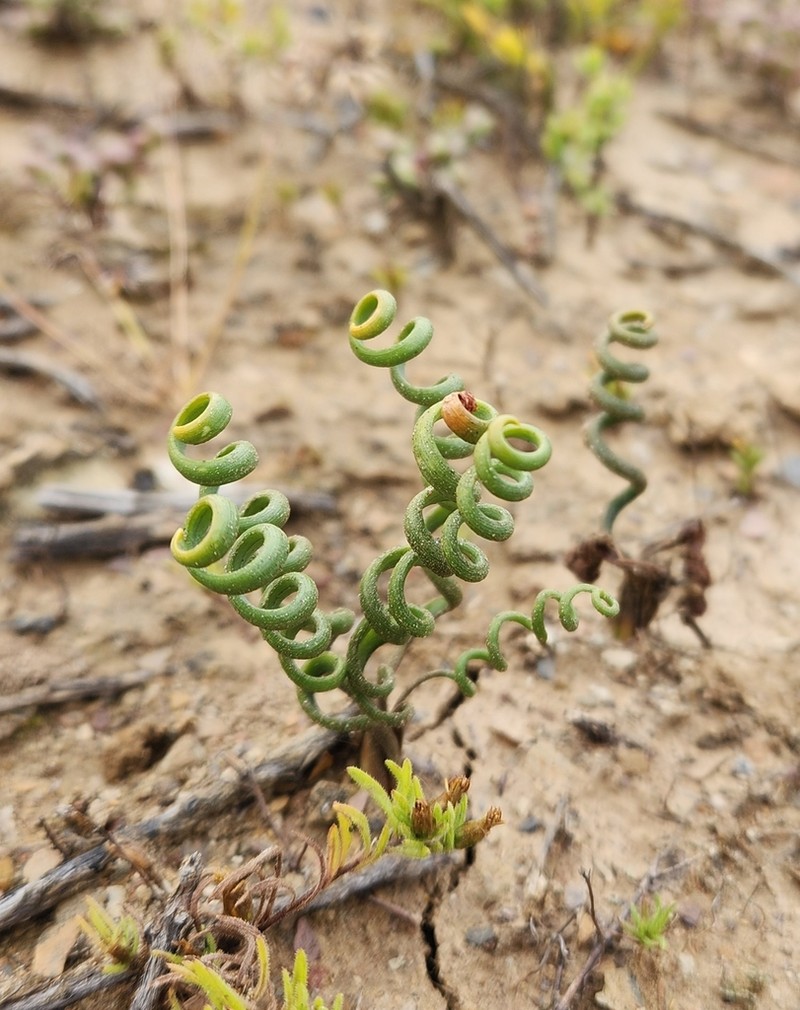 Albuca bruce-bayeri photo 2