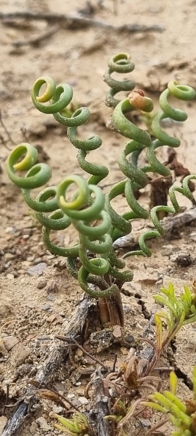 Albuca bruce-bayeri photo 4