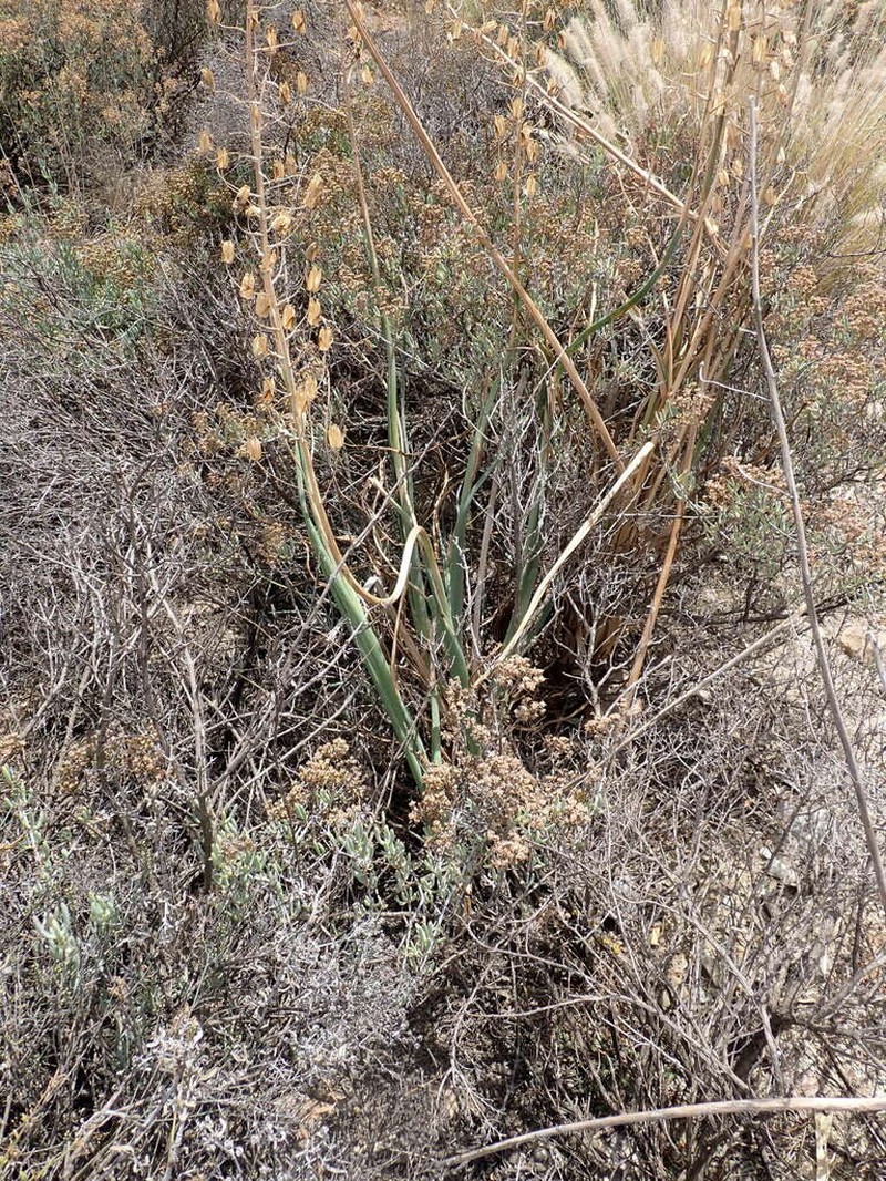 Albuca canadensis