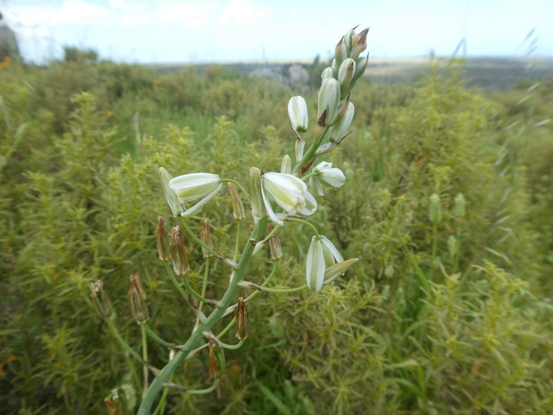 Albuca canadensis photo 2