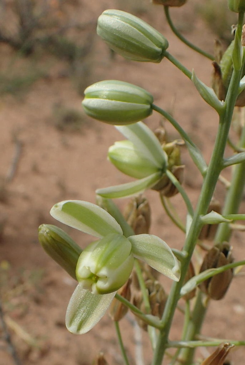 Albuca canadensis photo 3