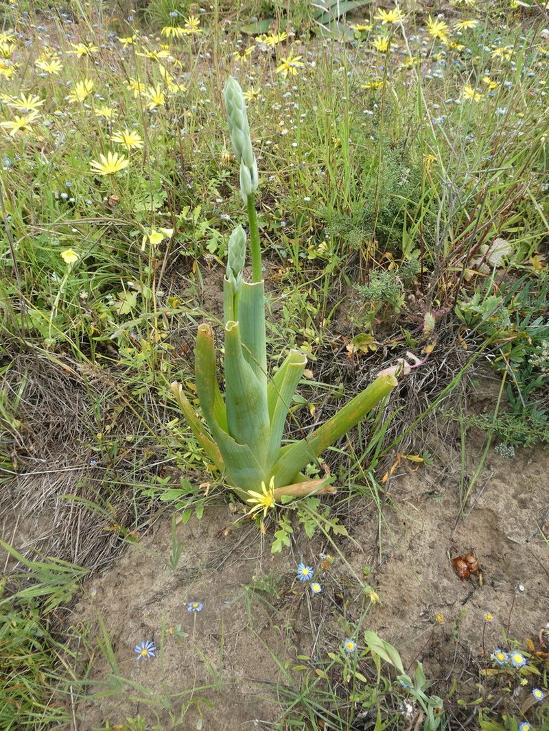 Albuca canadensis photo 4