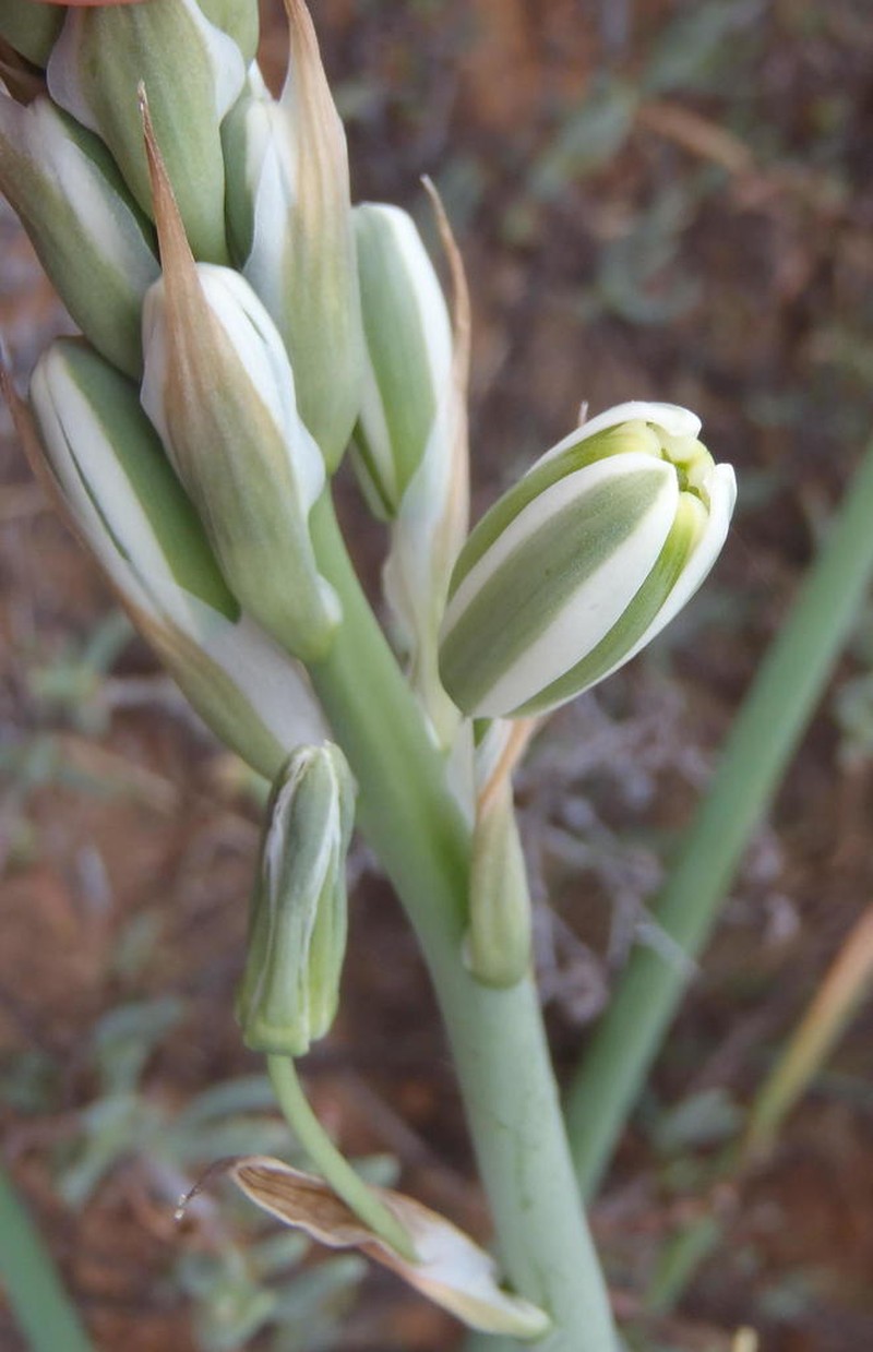 Albuca canadensis photo 5