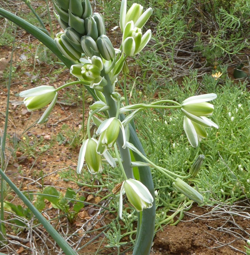 Albuca canadensis photo 6