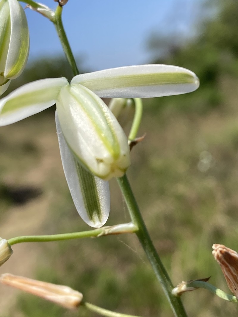 Albuca canadensis photo 7