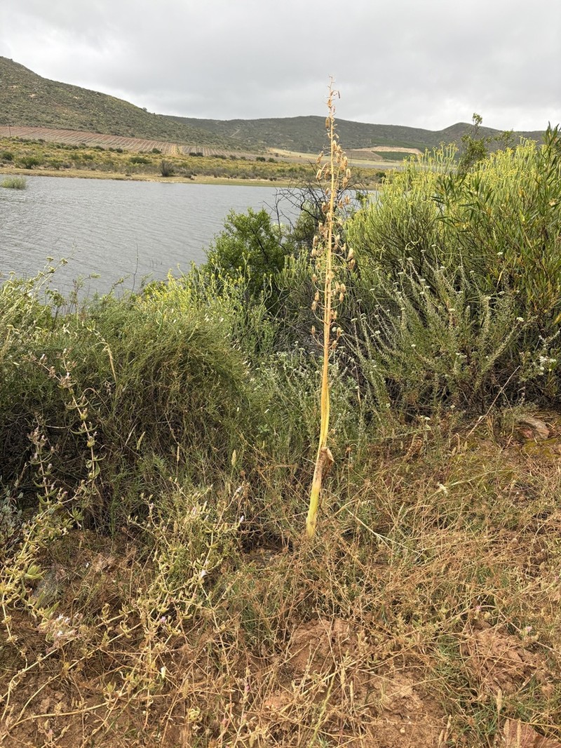 Albuca canadensis photo 8