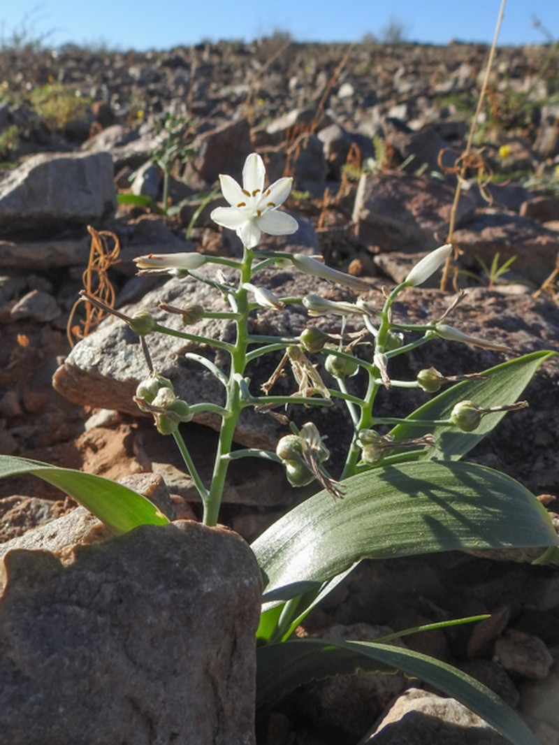 Albuca candida