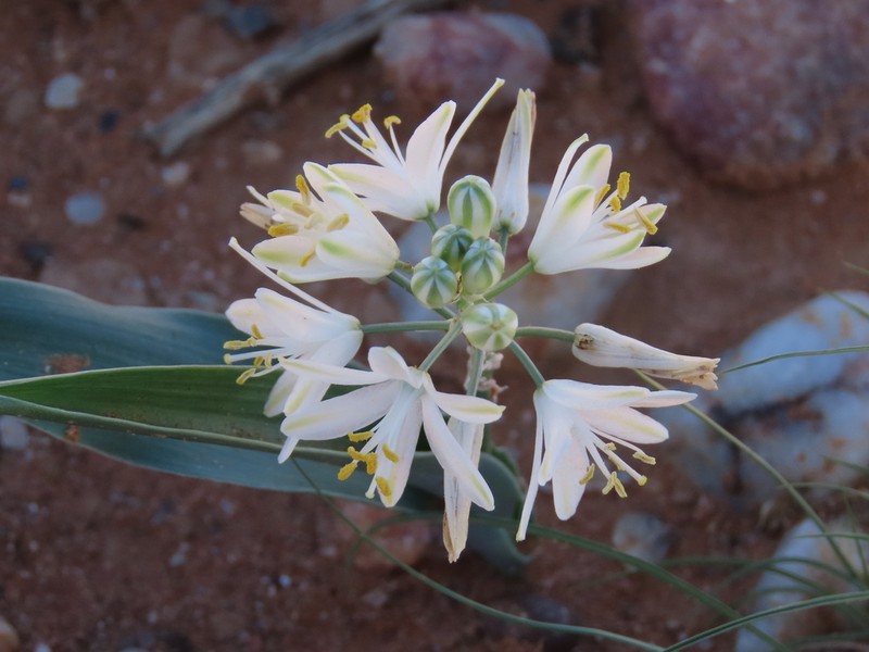 Albuca candida photo 2