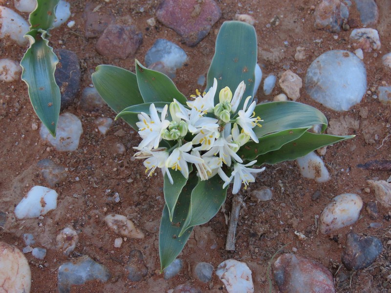 Albuca candida photo 3