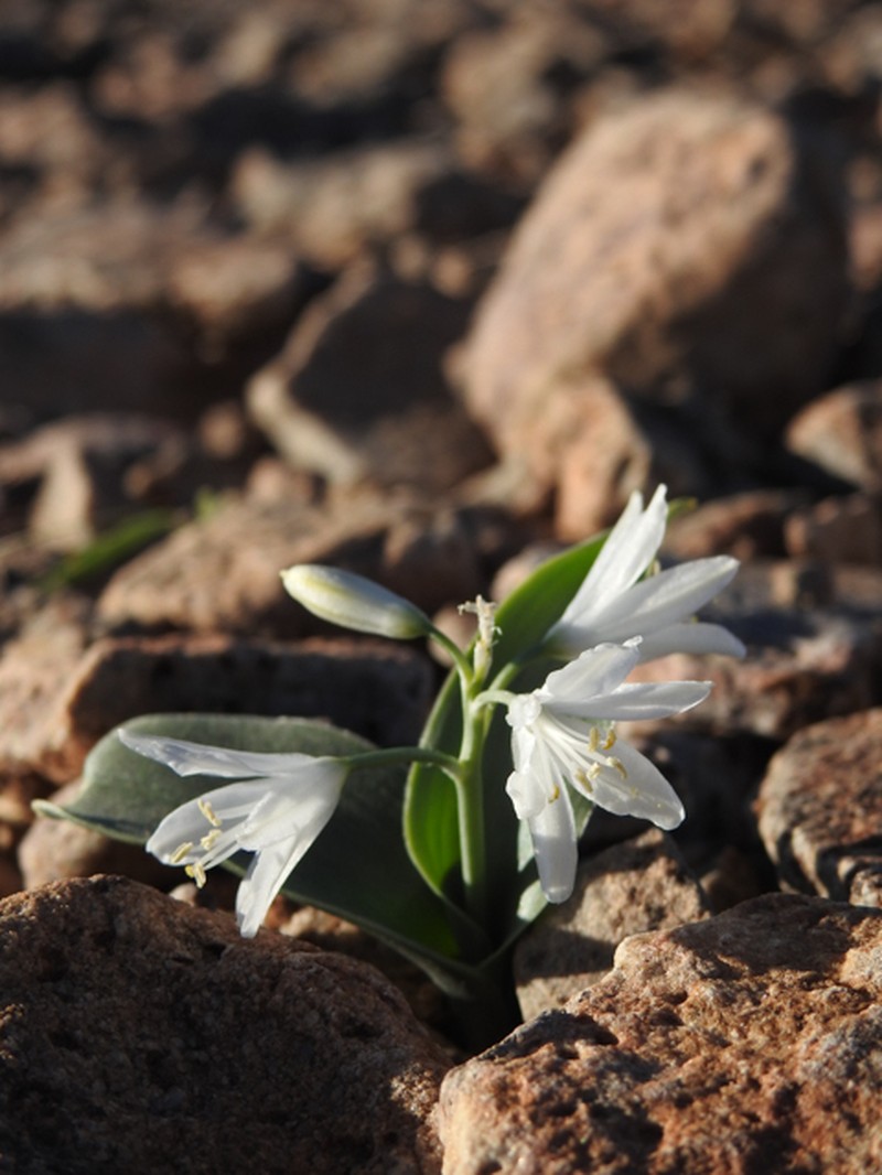 Albuca candida photo 4