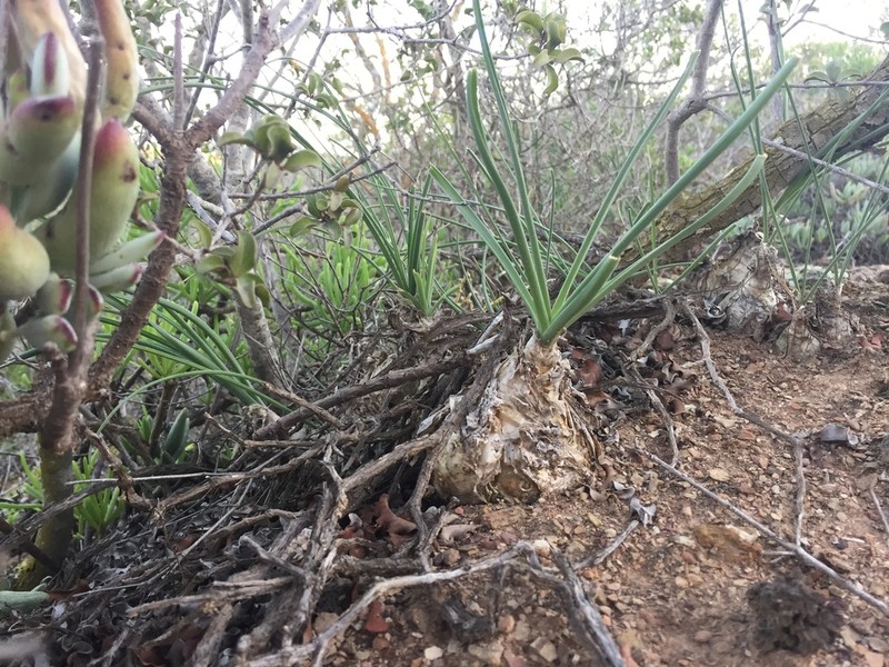 Albuca caudata