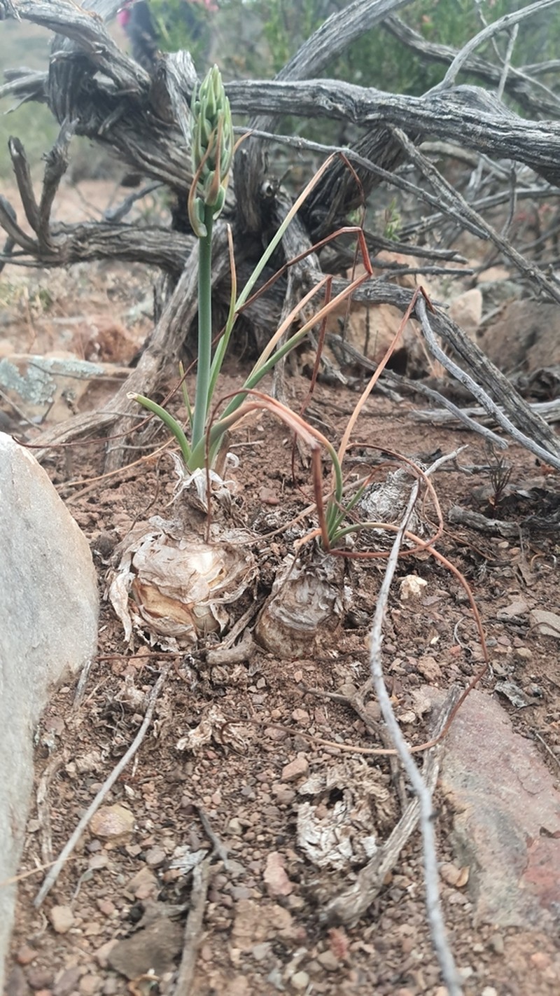 Albuca caudata photo 2