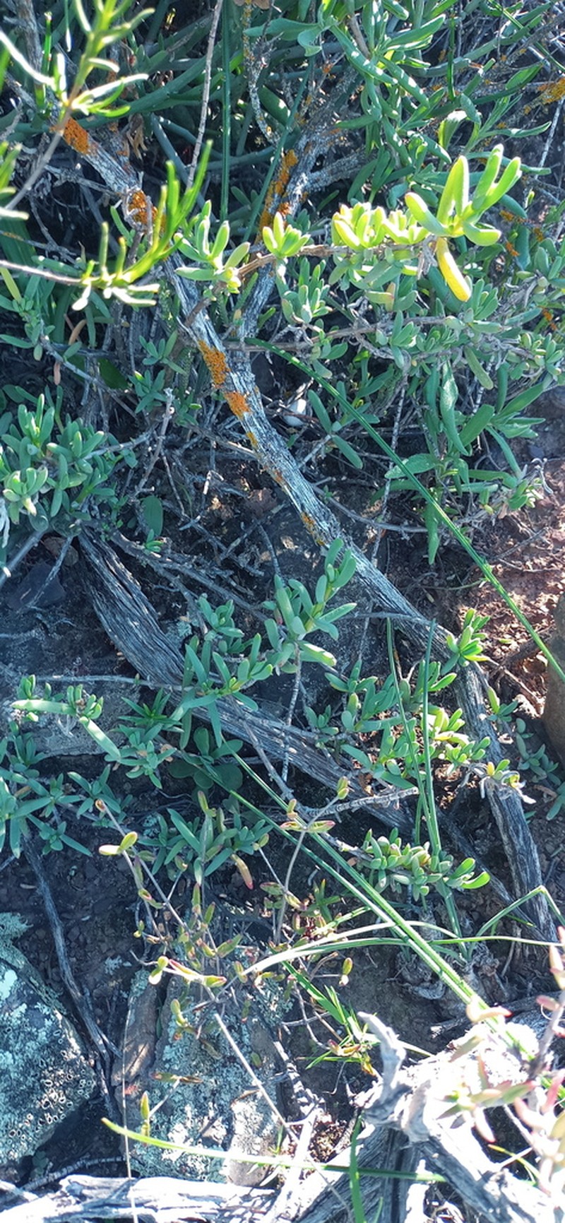 Albuca caudata photo 3