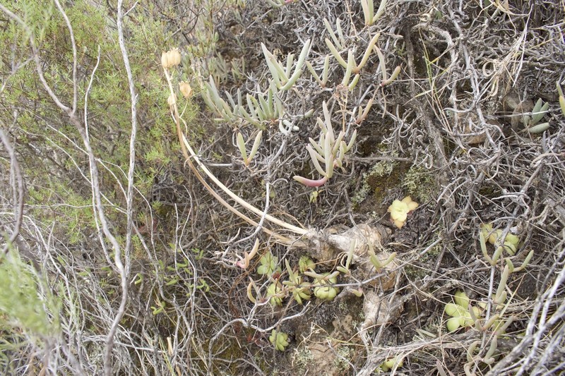 Albuca caudata photo 5