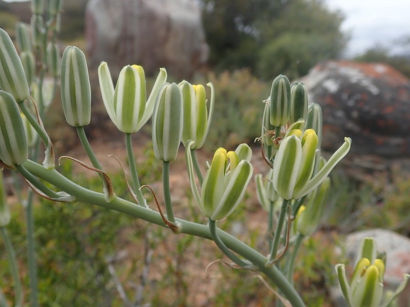 Albuca caudata photo 6