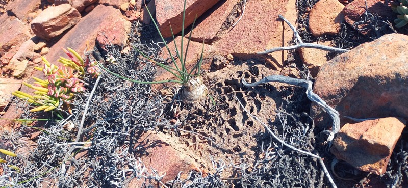 Albuca caudata photo 7