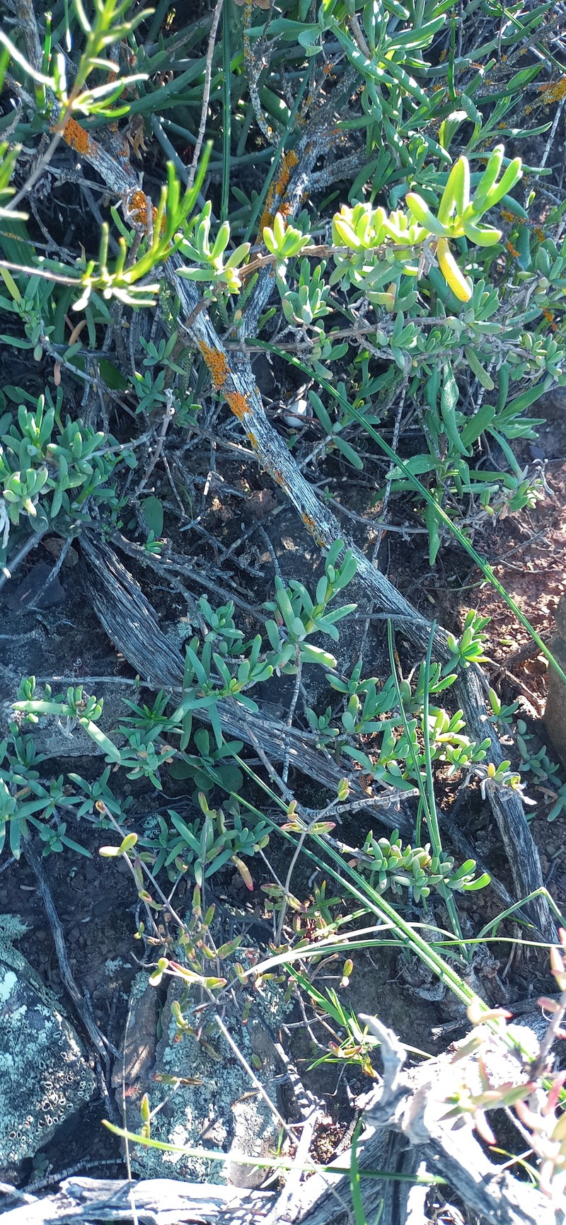 Albuca caudata photo 8