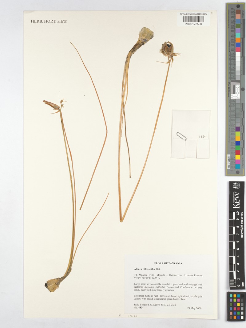Albuca chlorantha