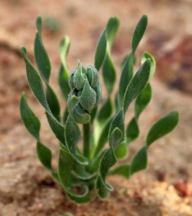 Albuca ciliaris
