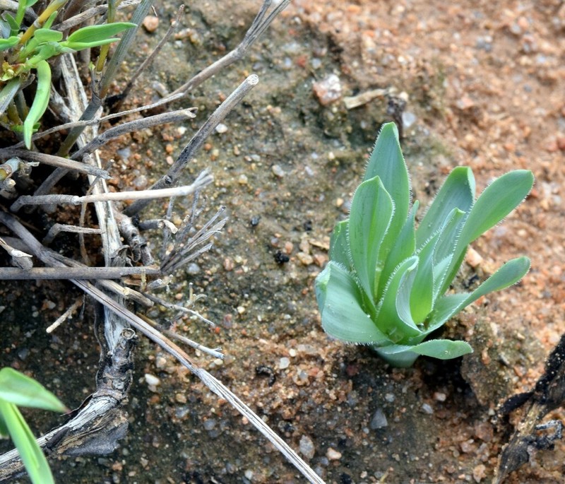 Albuca ciliaris photo 2