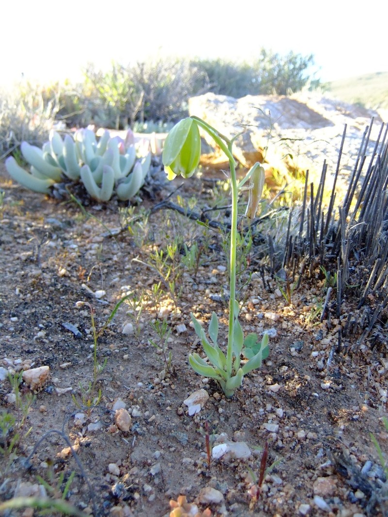 Albuca ciliaris photo 3