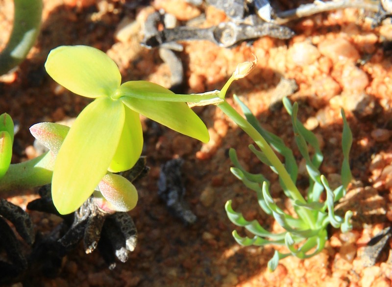 Albuca ciliaris photo 4
