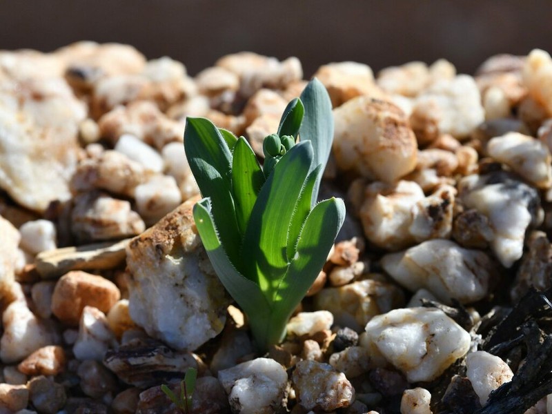 Albuca ciliaris photo 5